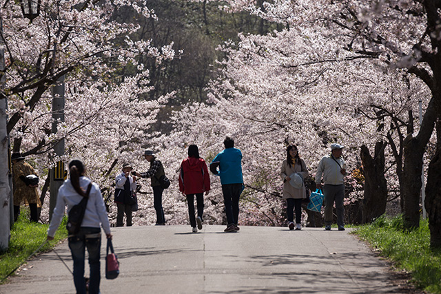 美唄 東明公園の桜